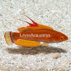 Yellowfin Flasher Wrasse (click for more detail)