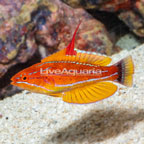 Yellowfin Flasher Wrasse (click for more detail)