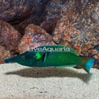 Green Bird Wrasse (click for more detail)