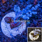 LiveAquaria® Pineapple Tree Coral  (click for more detail)