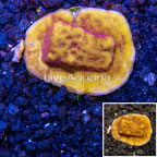 LiveAquaria® Cultured Orange/Gold Psammocora Coral (click for more detail)