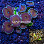 Protopalythoa Coral Australia (click for more detail)