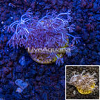 LiveAquaria® Cultured Pom Pom Xenia Coral  (click for more detail)