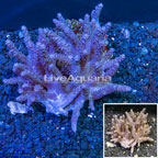 Sinularia Leather Coral Indonesia (click for more detail)