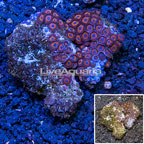 Australia Zoanthus Coral (click for more detail)