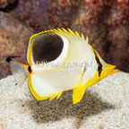 Saddleback Butterflyfish (click for more detail)
