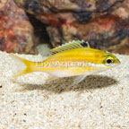 Yellow Bream (click for more detail)