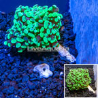 LiveAquaria® Cultured Hammar Coral (click for more detail)