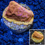 LiveAquaria® Cultured Orange Leptoseris Coral (click for more detail)