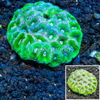 Dipsastrea Brain Coral Australia  (click for more detail)