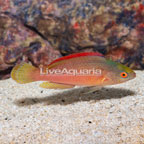 Pink Margin Fairy Wrasse  (click for more detail)