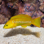 Banana Wrasse  (click for more detail)