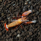 Red Snapping Shrimp (click for more detail)