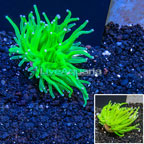 LiveAquaria® Cultured Torch Coral  (click for more detail)