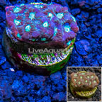 LiveAquaria® Cultured Favia Coral (click for more detail)