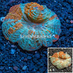 Meat Coral Vietnam (click for more detail)