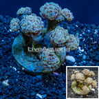 Hammer Coral Indonesia  (click for more detail)