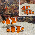 Wild Ocellaris Clownfish, Pair (click for more detail)