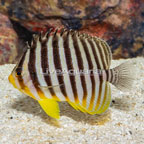 Multibar Angelfish EXPERT ONLY (click for more detail)
