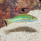 Royal Pencil Wrasse (click for more detail)
