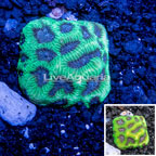 Australia Cultured Dipsastrea Brain Coral  (click for more detail)