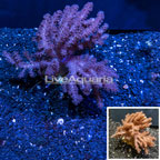 Cauliflower Colt Coral Indonesia  (click for more detail)
