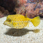 Cubicus Boxfish (click for more detail)