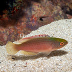 Pink Margin Fairy Wrasse  (click for more detail)