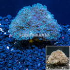 Frogspawn Coral Tonga (click for more detail)