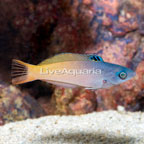 Two Tone Wrasse  (click for more detail)