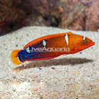 Formosa Wrasse, Sub-adult  (click for more detail)
