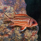 Red Striped Squirrelfish   (click for more detail)