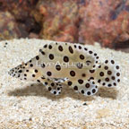 Panther Grouper  (click for more detail)