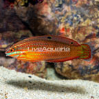 Red-Lined Wrasse (click for more detail)