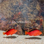 Flame Hawkfish pair (click for more detail)