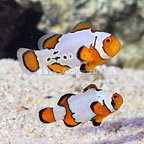 ORA® Captive-Bred Premium Snowflake Clownfish (Bonded Pair) (click for more detail)