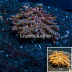  Acropora Coral Tonga (click for more detail)