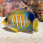 Regal Angelfish  (click for more detail)