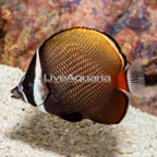 Pakistan Butterflyfish (click for more detail)
