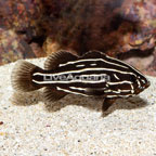 Golden Stripe Soapfish (click for more detail)