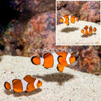Wild Ocellaris Clownfish, Pair (click for more detail)