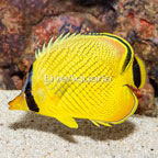 Latticed Butterflyfish (click for more detail)