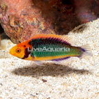 Red Head Solon Fairy Wrasse [Blemish] (click for more detail)