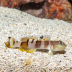 Tiger Watchman Goby (click for more detail)
