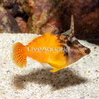 Redtail Filefish (click for more detail)