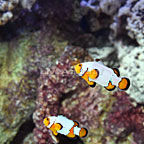 ORA® Captive-Bred Premium Snowflake Clownfish (Bonded Pair) (click for more detail)