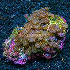 Dark Cluster and Pink Constellation Colony Polyp Rock Zoanthus Indonesia IM (click for more detail)