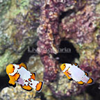 ORA® Captive-Bred Premium Snowflake Clownfish (Bonded Pair) (click for more detail)