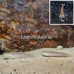 Blue Spot Goby Pair With Tiger Snapping Shrimp (click for more detail)