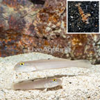 Bue Spot Goby Pair With Tiger Snapping Shrimp (click for more detail)